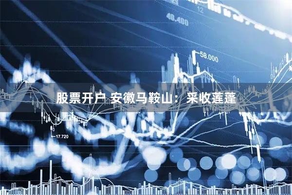 股票开户 安徽马鞍山：采收莲蓬